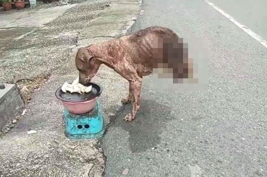 半殘浪浪求生存　靠前腳努力站著吃