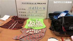 受精蛋,金剛鸚鵡,桃園機場,翻攝畫面