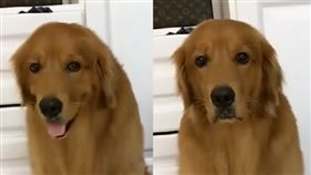 黃金獵犬吃藥被陰了！對比表情網友笑噴（圖／翻攝西瓜視頻臉書）