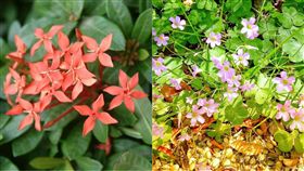 酢漿草,仙丹花,神農氏,PTT　圖／翻攝自PTT