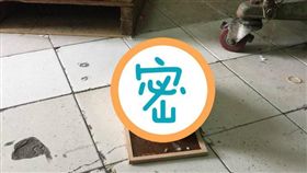 板橋,黏鼠板,雞（圖／翻攝自臉書）