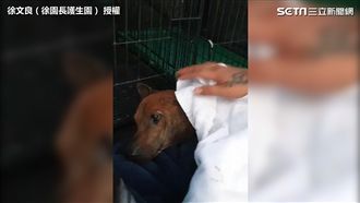 癱瘓犬遭綁丟棄　眼含淚水發抖惹人疼
