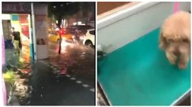 永和寵物店淹水（圖／翻攝自臉書）