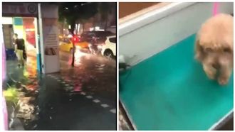 暴雨狂襲！大水強灌寵物店毛小孩受困