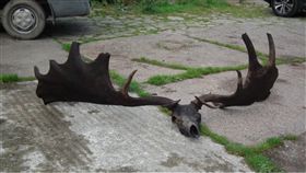 化石,愛爾蘭,麋鹿,鹿角,漁夫,漁網,惡魔　圖／翻攝自推特　https://goo.gl/pAqD9z