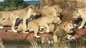 獸醫,獅子,公獅,母獅,食物,攻擊,秩序,管理,兄弟,偷吃,動物園,英國　圖／翻攝自YouTube http://youtu.be/82lIS5xlsD8