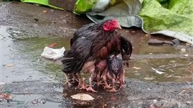 突下大雨…母雞甘願淋雨保護小雞不濕
母愛,母雞,大雨
https://youtu.be/6-oz4dnh2G0