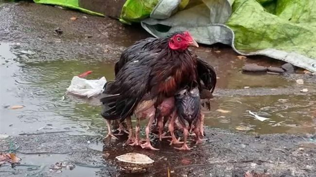 突下大雨…母雞甘願淋雨保護小雞不濕