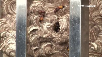 虎頭蜂窩不摘　屋主深信吉兆當傳家寶