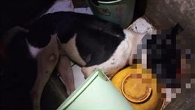 屏東,虐狗,動保,新埤鄉,流浪狗（圖／翻攝愛毛孩臉書）