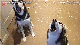 兩隻月月哭嚎，吵個不停。