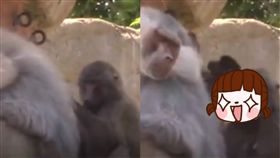 狒狒,剔牙,動物園,英國,毛髮,同伴,牙線, 圖／翻攝自推特　https://goo.gl/q9z74B