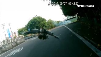 天外飛來一鴨！婦人騎車慘遭「鴨襲」