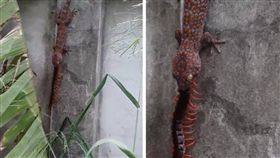泰國一名網友日前在家中附近的牆壁直擊「壁虎蜈蚣大戰」，一隻巨型壁虎張口活吞蜈蚣，博鬥過程中還滴出口水，最後蜈蚣沒能脫困，成了壁虎的食物。不少網友看到後，紛紛直呼「突然覺得小強可愛多了！（圖／翻攝自《The YES》臉書）