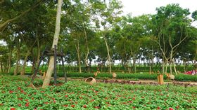 台中花博外埔園區花開了 迎接11/3開幕