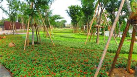 花都開了　台中花博外埔園區內花毯繽紛