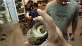 半隻手掌大的海螺