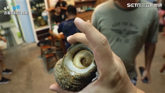 半隻手掌大海螺　馬祖在地人激推美味