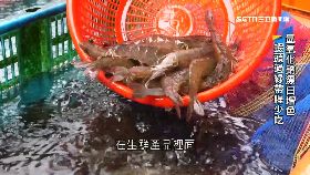 0(深一度)藥命僵屍蝦