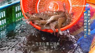 添藥延命「殭屍蝦」　瞬間活跳增賣相