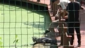 大陸,安徽,保護區,鱷魚,腿,挑逗,圍欄,　圖／翻攝自梨視頻　https://goo.gl/a4ooHC