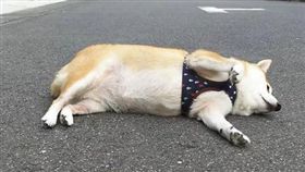 機器狗沒電了？笨柴散步走累了　竟四腳朝天躺地裝當機（圖／翻攝自nana.shiba.inu IG）