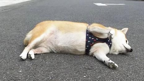 笨柴散步走累了　四腳朝天開始裝死