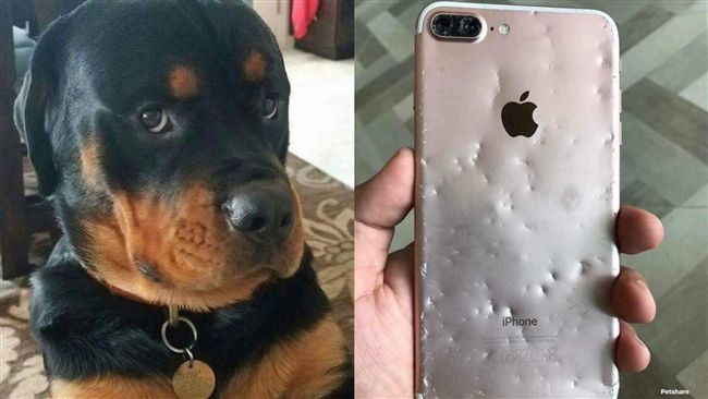 想換新機？愛犬突咬爛愛瘋　主人崩潰