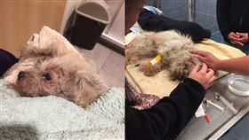 渣男活埋前女友寵物狗　警官痛批殘忍
活埋,虐待動物,Richard Piquard
翻攝自推特、臉書