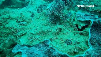 暴雨泥流沖入海　墾丁珊瑚礁「毀容」