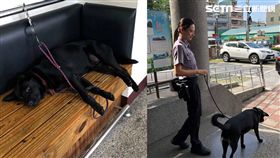 頭家派出所黑狗饅頭上手銬／記者張雅筑攝