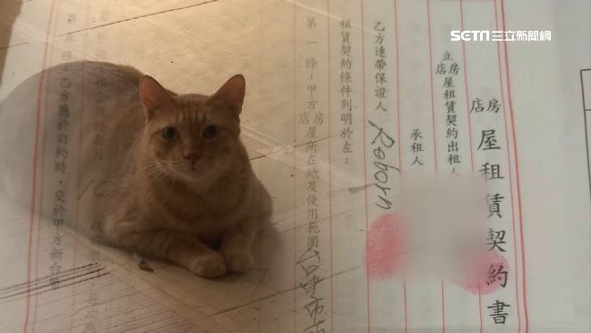 頂讓店面爆糾紛　保證人竟是隻「貓」