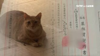 頂讓店面爆糾紛　保證人竟是隻「貓」