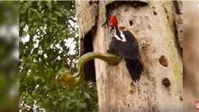 鳥媽媽大戰青蛇（圖／翻攝自LPE360 YouTube）