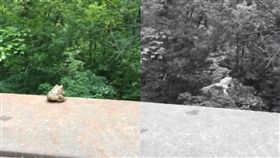 蟾蜍欄杆上看風景…下一秒絕望跳谷！6萬網友震驚（圖／翻攝自臉書）