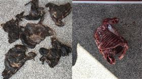 水電工,手槍,長鬃山羊,嘉義（翻攝畫面）