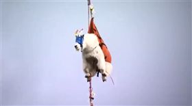 抬頭驚見「飛天羊肉串」　原來是在…
山羊,遷徙,氾濫
翻攝自推特