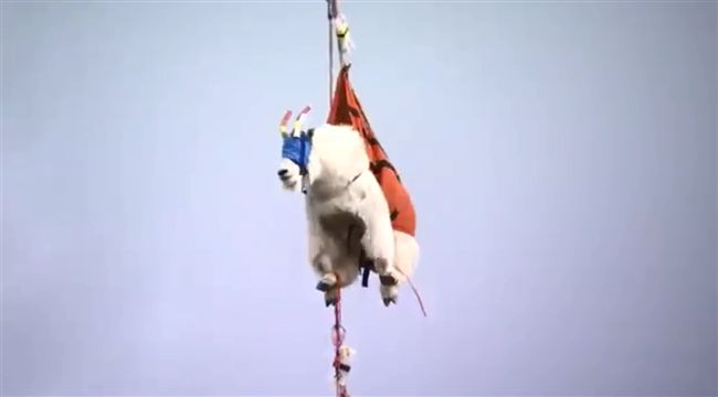抬頭驚見「飛天羊肉串」　原來是在…