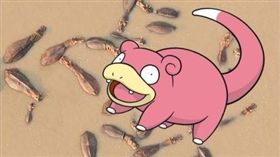 擔任動物攝影師20年頭一次看見...拍到粉紅「呆呆獸」
新媒體
呆呆獸,神奇寶貝,非洲,沼澤,河馬