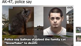 男狂捅家貓12刀　4歲兒拿起AK…
虐待動物,德州,AK-47
翻攝自《abc13》