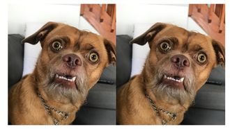 醜到爆紅！萌汪總是一臉「驚呆樣」