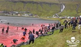 法羅群島,丹麥,屠殺,海豚,鯨魚（圖／翻攝自臉書 Sea Shepherd UK）