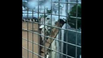 山竹襲港　頂樓樹連根起…扯倒整面牆