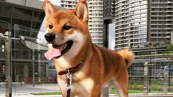 山竹能吃嗎？呆萌柴求遛…強風中玩嗨