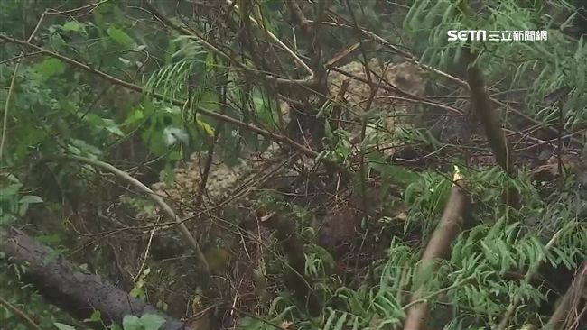 豪雨沖刷造成土石滑落　驚見地基掏空