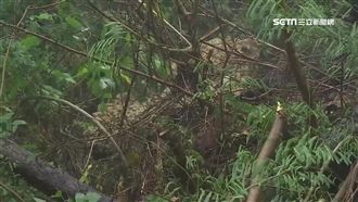 豪雨沖刷造成土石滑落　驚見地基掏空