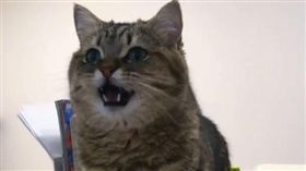 饅頭貓看電視...突然壞掉「學狗汪汪叫」