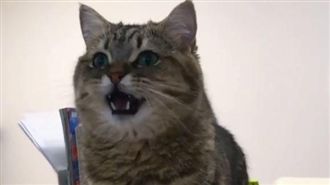 貓看電視突「汪汪叫」　網友全驚呆了