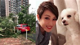 香港小姐出身的資深女星陳法蓉颱風山竹肆虐後家門外慘況。（圖／翻攝自陳法蓉微博）