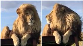 獅子,摩爾多瓦,歐洲,野生動物保護區（圖／翻攝自臉書
Iurie Belegurschi
）